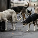 दिल्ली में अब Street Dogs को मिलेगी अपनी पहचान क्या है पूरी खबर ?